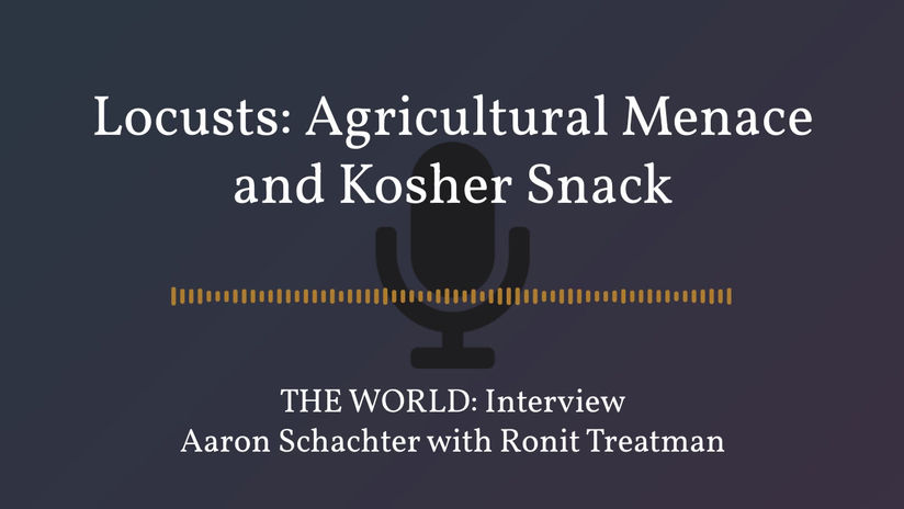 Locusts: Agricultural Menace and Kosher Snack